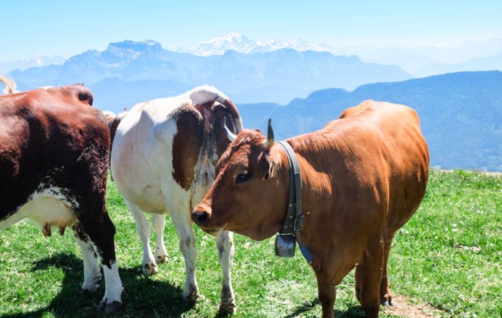 que faire à Annecy